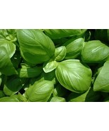 Italian Sweet Basil Large Leaf Ocimum basilicum, 200 Seeds - $14.19