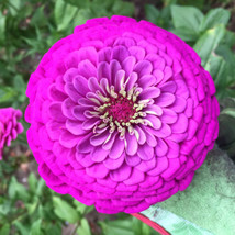 Purple Prince Zinnia Seeds Giant Lavender Violet Pink Summer Flower Seed - £5.33 GBP