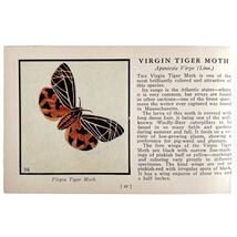 Virgin Tiger Moth 1934 Butterflies Of America Antique Insect Art PCBG14A - $14.01 CAD