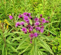 301 Common Smooth Ironweed Seeds Pollinators Easy Native Wildflower Heat Cold  - £9.55 GBP