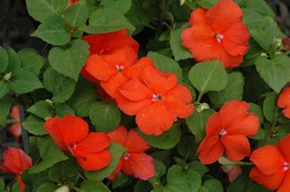 150 Impatiens Seeds Super Elfin XP Bright Orange Flower Seeds Outdoor Living - £39.32 GBP