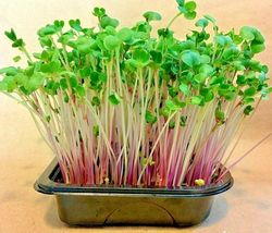2500 Seed RED ARROW RADISH Organic Mild Sweet Sprouting Microgreens Garden - £15.18 GBP