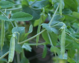 Sugar Snap Pea Seeds Organic Pea Seeds Seeds Peas At Home Fresh Seeds - £9.84 GBP