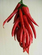 Hungarian Red Cat Pepper - Macskapiros - 10+ seeds - Ch 217 - $6.39
