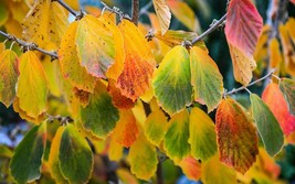 American Witch Hazel 4" pot Hamamelis virginiana image 3