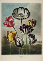 FLOWER PRINTS: Vintage &#39;Temple of Flora&#39; Botany Art by Robert Thornton - £6.92 GBP+