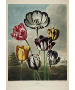 FLOWER PRINTS: Vintage &#39;Temple of Flora&#39; Botany Art by Robert Thornton - £6.94 GBP+