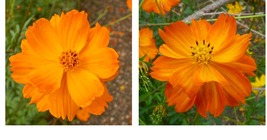 300 Seeds! Cosmos Crest Orange Dwarf Double Blooms Pollinators - £21.62 GBP