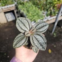 Custom Pilea involucrata Moon Valley | Friendship Plant | 2in pot - $203.87 MXN
