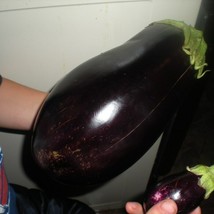 USA Seller Massive Black Beauty Eggplant Seeds Fast Shipping - £13.32 GBP