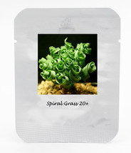 1 Pack 20 Seeds Albuca Namaquensis Spiral Grass Seed Shape Like Spring I... - $8.05