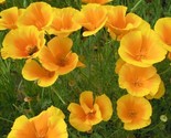 200+ California Golden West Poppy Seeds For Garden - USA - ! - $6.30