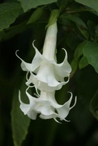 10 Triple White Angel Trumpet Seeds Flowers Seed Flower Brugmansia Datura 677 Ga - £11.97 GBP