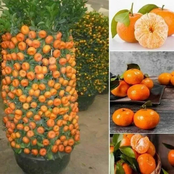 Dwarf Orange Seed For Planting 10 Seeds Of Hardy Orange Dwarf Grow Fruit... - $21.92