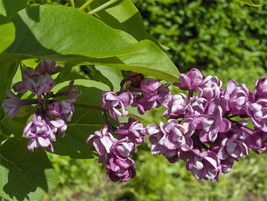 Seed Kingdom Lilac Syringa Vulgaris Nice Tree Seeds 25 Seeds Fresh Garden USA SE - $12.58