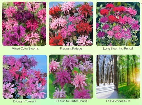 90 Seeds Bee bAlm Monarda Didya Mixed Colors Seeds Non-GMO - $9.99