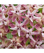 MX Asclepias Speciosa Showy Milkweed Flower Seeds Beautiful Clusters Of ... - $25.59