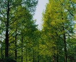 Dawn Redwood Metasequoia Glyptostroboides Fast Growing 25 Seeds - $8.99