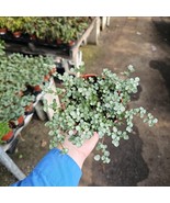 Pilea Glauca 'Aquamarine' 4in pot - $27.15 CAD