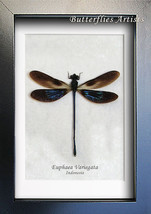 Metallic Damselfly Euphaea Variegata Real Dragonfly Framed Entomology Sh... - $42.99