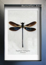 Metallic Damselfly Euphaea Variegata Real Dragonfly Framed Entomology Sh... - £32.29 GBP