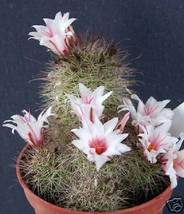 Mammillaria Fraileana @J@ exotic rare flowering pincushion cactus seed 100 SEEDS - £10.29 GBP