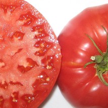 USA Seller Giant Belgium Pink Tomato 25 Seeds Fast Shipping - $12.69