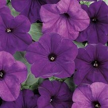 10 Seeds Petunia Easy Wave Series Blue Annual Seeds - £22.09 GBP