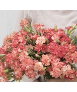 100 Carnation ‘Orange Sherbet’ Seeds – Vibrant Perennial Flower LIMITED - $22.46 CAD