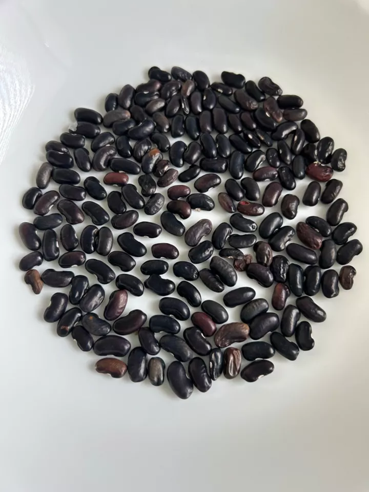 HGBO 25 Fresh Cherokee Trail Of Tears Bean Seeds Prolific Heirloom Bulk ... - $10.00