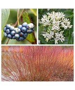 20 Silky Dogwood Cornus Amomum Coerulea Kinnikinnik Blue Berry Heirloom ... - $238.12 MXN