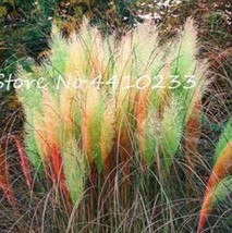 500 Of Pampas Grass Seeds - Light Yellow Green Red Colors - $11.37