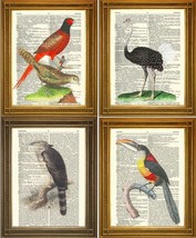 Antque Oiseau Imprimés: Autruche, Faisan, Toucan, Aigle, Vintage Dictionary Art - £5.30 GBP