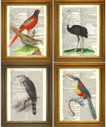 Antque Oiseau Imprimés: Autruche, Faisan, Toucan, Aigle, Vintage Diction... - £5.35 GBP