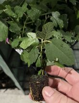 3 Varieties Fig Trees Cold Weather Combo - £46.85 GBP