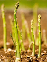 50 Seeds Asparagus Mary Washington From USA - £7.53 GBP