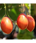 Tomato Sailor 5 Seed Quintet - Unique Edible Plant, Grow Your Own Nautic... - £5.58 GBP