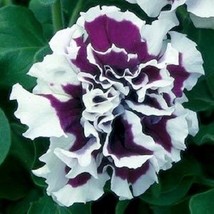 PowerOn 30+ Double Grandiflora Pirouette Purple Petunia Flower Seeds / Annual - £5.77 GBP