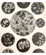Crystalline Formation Lard And Fats Microscope Views Victorian 1887 Prin... - £18.82 GBP