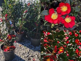 Live Plant Full Gallon Pot Yuletide Red Camellia Sasanqua - $79.98