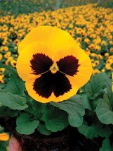 50 Pansy Delta Premium Gold With Blotch Flower Seeds - £17.08 GBP