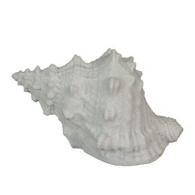 8 Inch Resin LED Frog Conch Shell Accent Lamp Table Light Nautical Home Décor - £31.27 GBP
