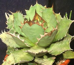 Agave Titanota Green, hardy exotic succulent aloe rare rose plant seed 15 SEEDS - £7.04 GBP