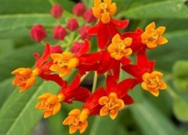 SEPT Bloodflower Sunset Flower Mexican Milkweed 50 Fresh Seeds - £4.41 GBP