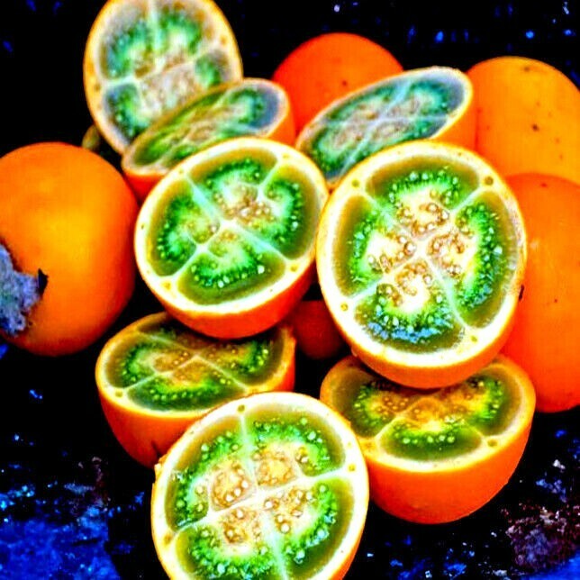 LWK 20 Naranjilla Orange Tree Seedsolanum Quitoense Lulo Quito Fruit ...