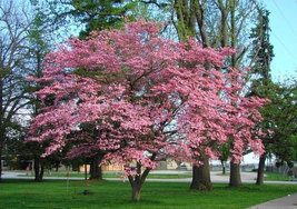 PINK DOGWOOD Tree  6-12" in a 2.5 "pot image 4