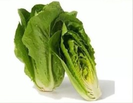 100 Parris Island Romaine Seeds Easy Vegetable Heirloom TX  - £5.25 GBP