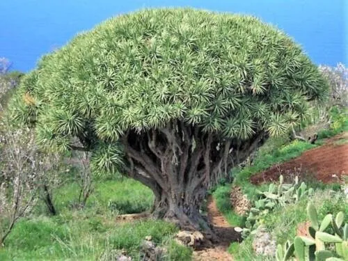 Dragon Tree Dracaena Draco Canary Island Yucca Evergreen 10 Seeds Garden - £11.04 GBP