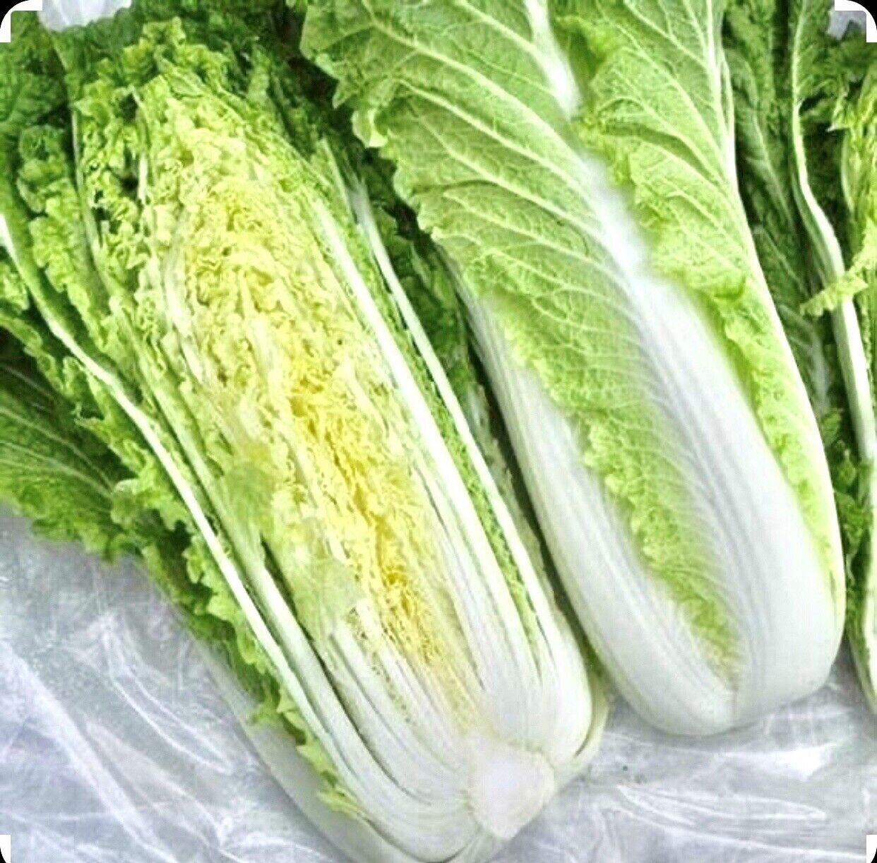 1000 CHINESE MICHIHLI CABBAGE Seeds-Non GMO-Organic-Open Pollinated. - $4.00