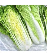 1000 CHINESE MICHIHLI CABBAGE Seeds-Non GMO-Organic-Open Pollinated. - $5.45 CAD
